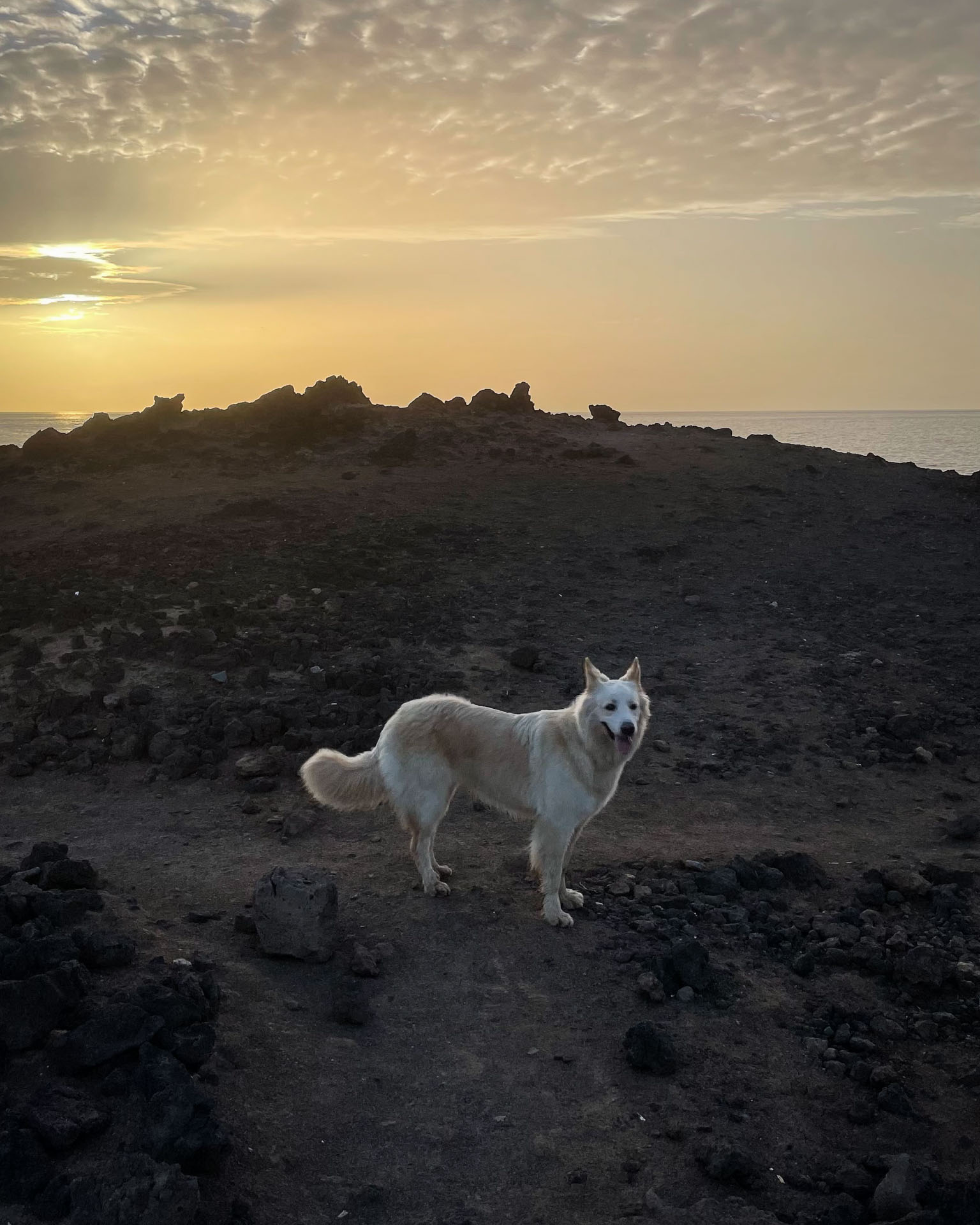 Hund im Sonnenuntergang