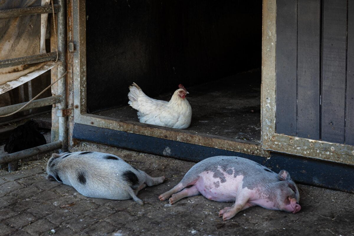 Schlafende Schweine mit Huhn am Hoftag