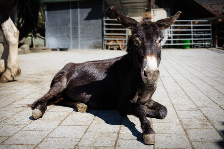 Liegender Esel am Hoftag