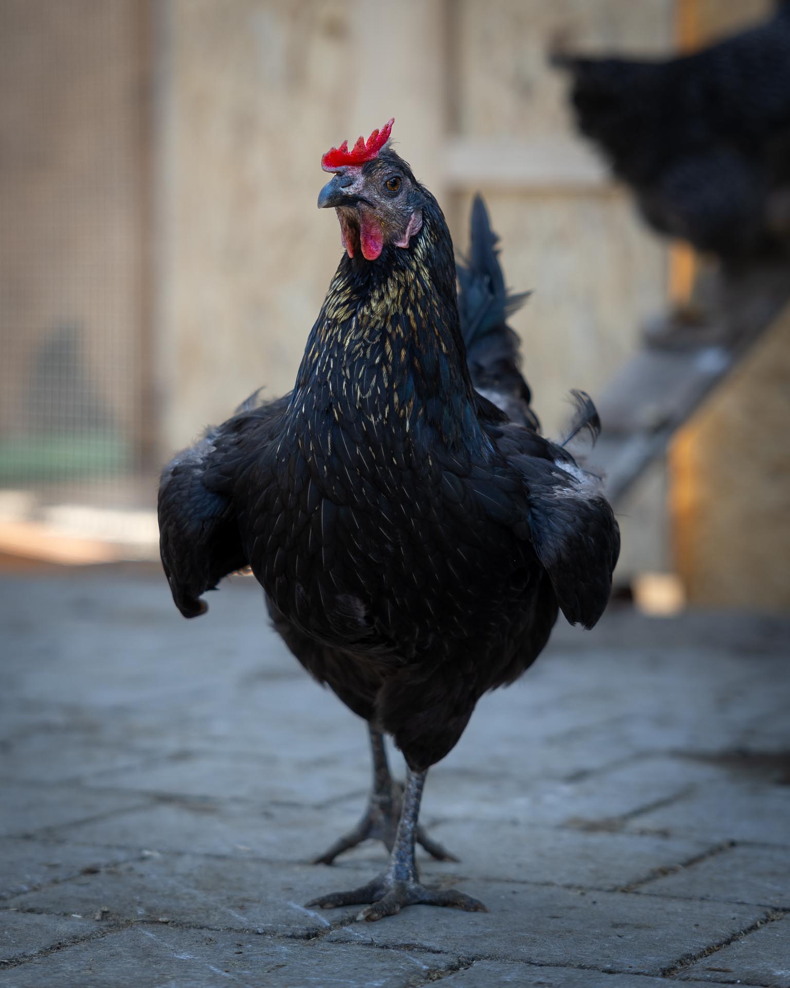Schwarzes Huhn geht auf Kamera zu am Hoftag