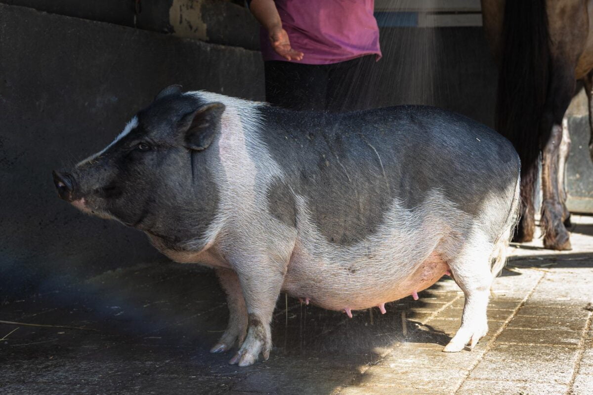 Geflecktes Schwein bekommt eine erfrischende Dusche am Hoftag