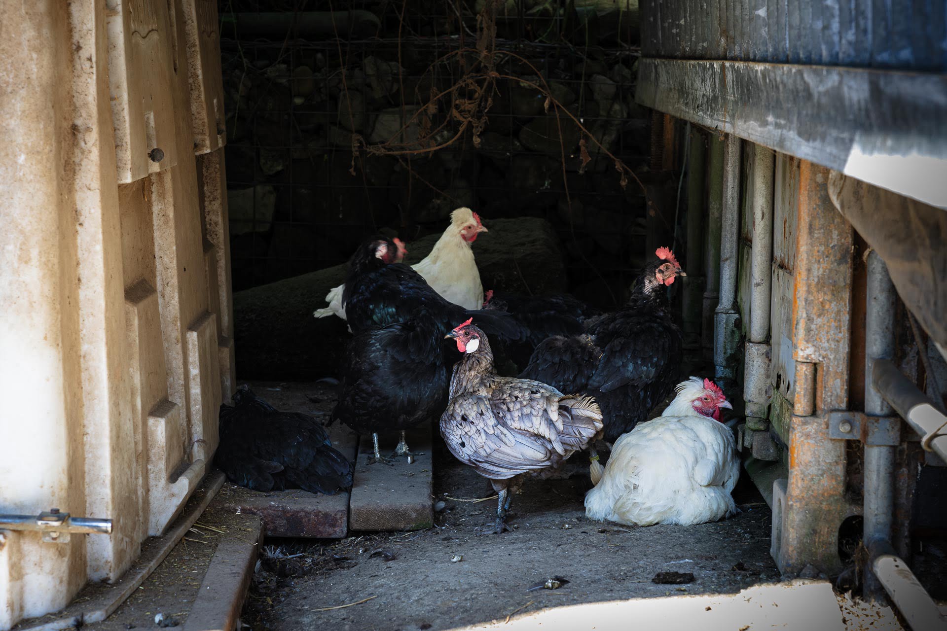 Hühner liegen beieinander im Schatten am Hoftag