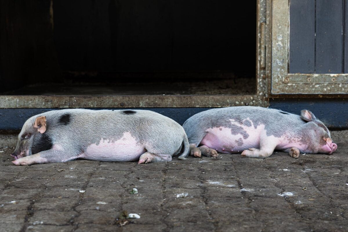 Zwei schlafende Schweinchen am Hoftag